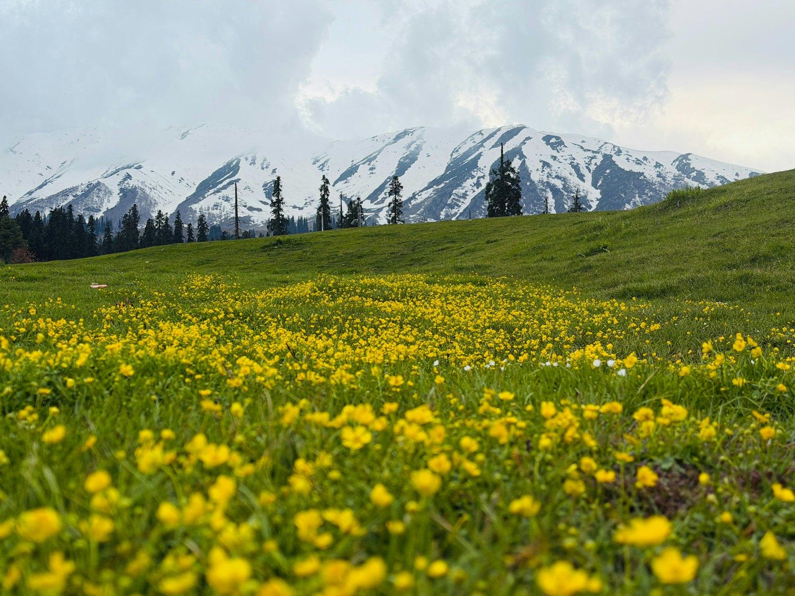 Kashmir